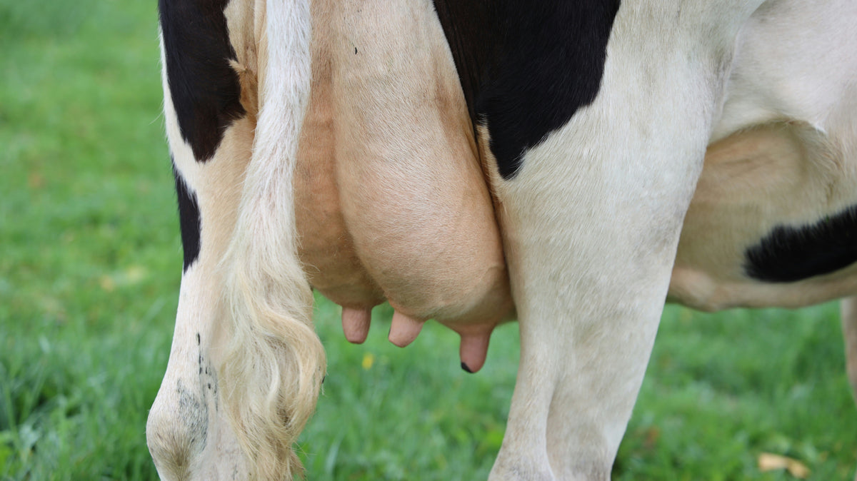 Catch It Early: A Simple Routine for Mastitis Detection and Prevention