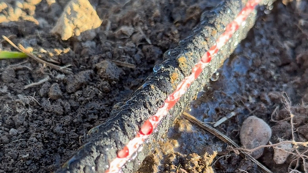 Red-striped soaker hose beading water on garden soil