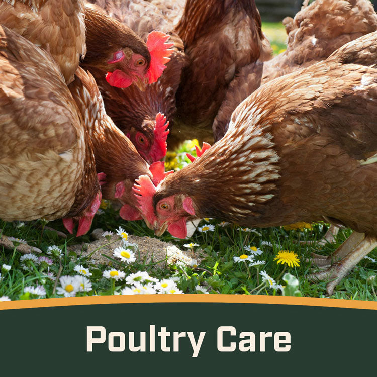 Poultry Care