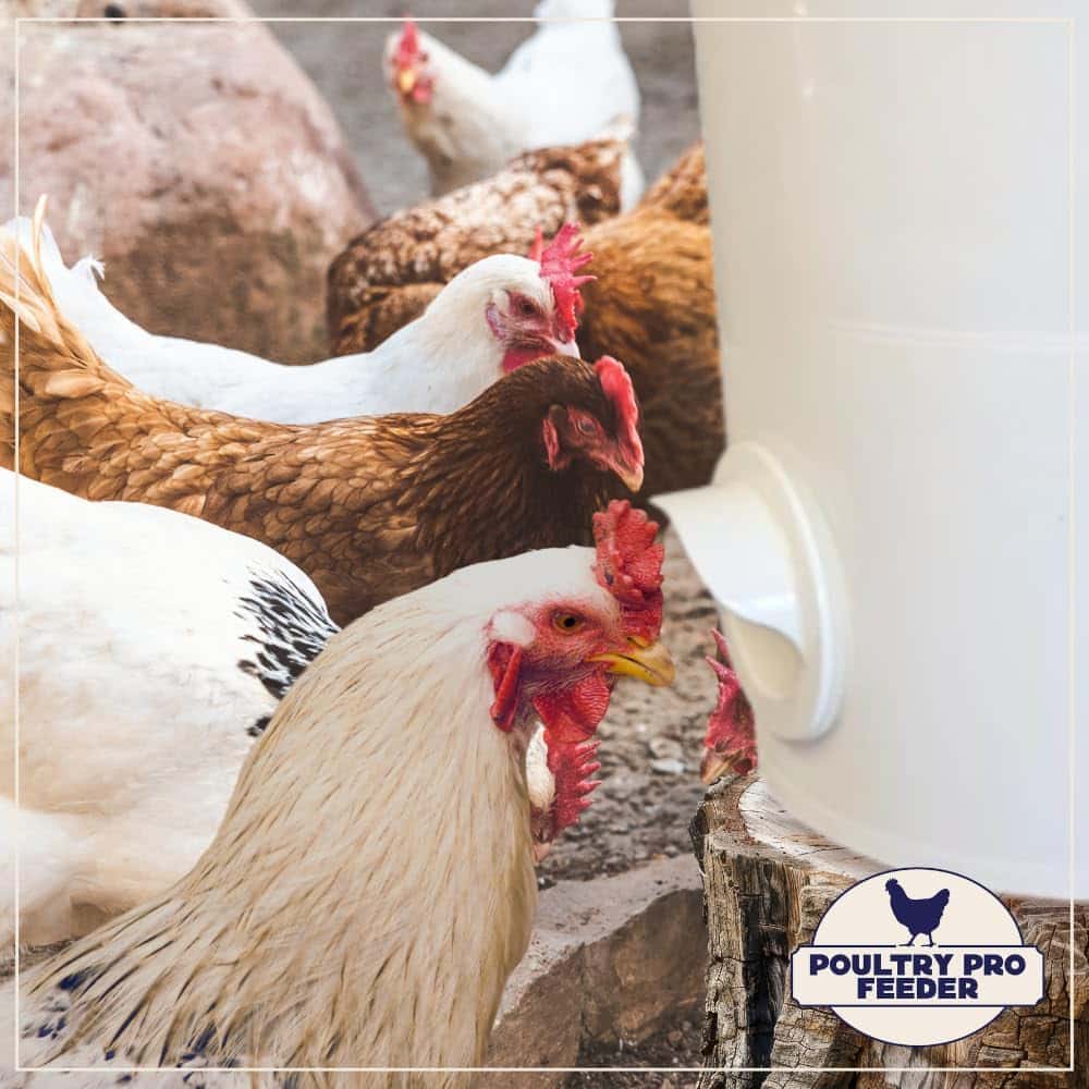 Poultry Pro Chicken Feeder Port image 1