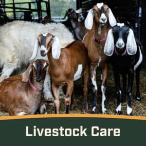 livestock care