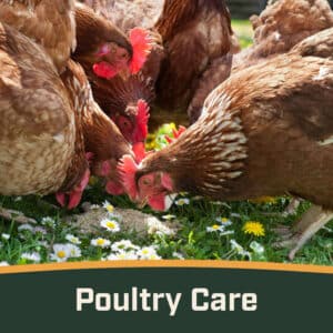 Poultry Care